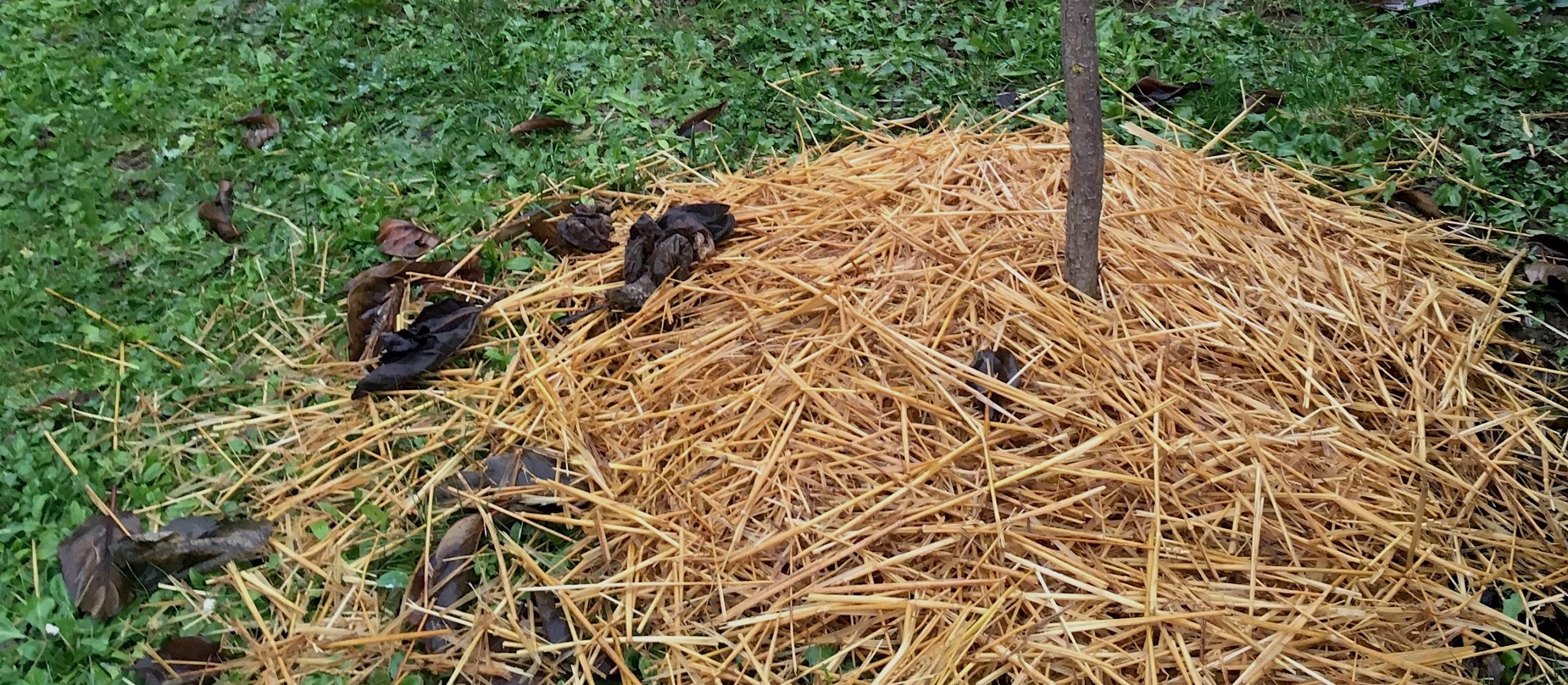 Paille, paillis, pailler, paillage.