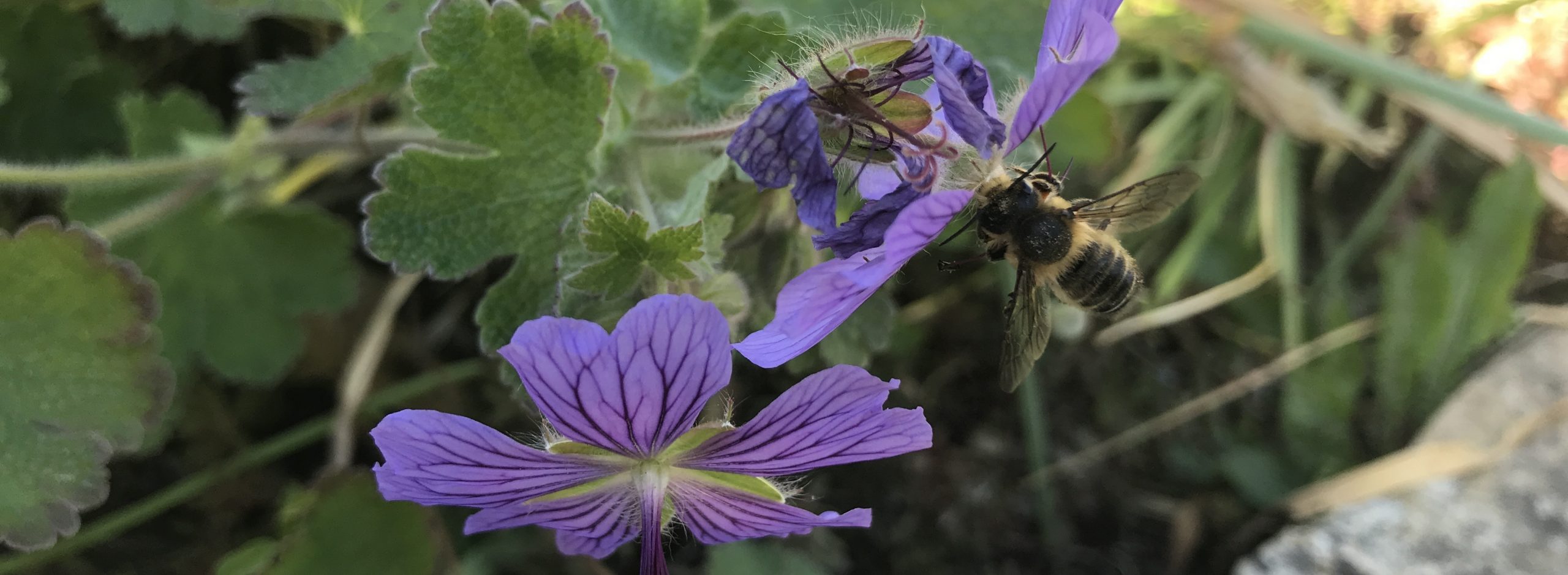 La belle abeille !