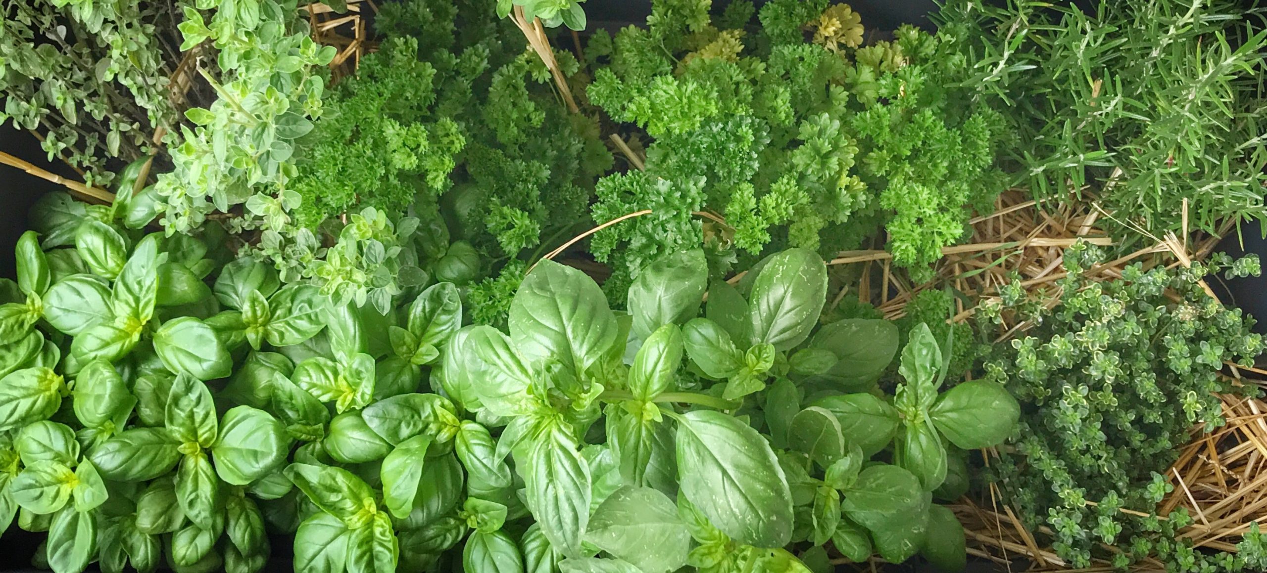 Les herbes aromatiques… et tac !