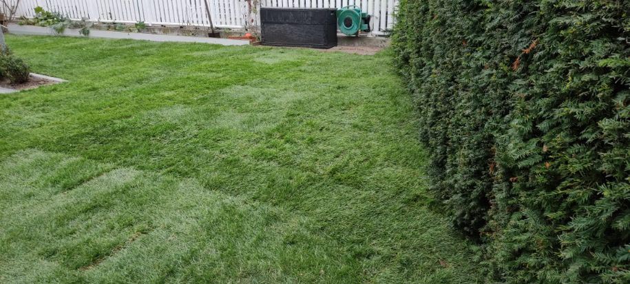 Gazon en rouleaux installé par un client à Pfastatt