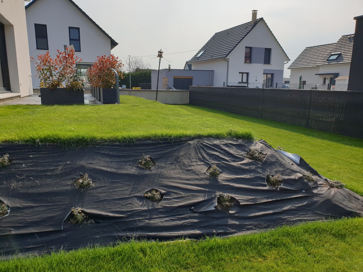 Gazon en rouleau à installé à Blodelsheim